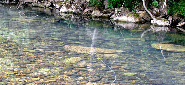 There is a Trout somewhere in this photo.
[url=http://www.trophyfishingtn.com/]TrophyFishingTN.Com[/url]
Keywords: Tennessee Scenic River Photography Trips
