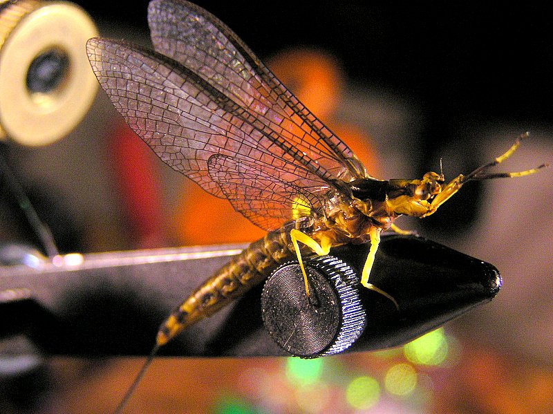 [url=http://www.trophyfishingtn.com/]TrophyFishingTN.Com[/url]
