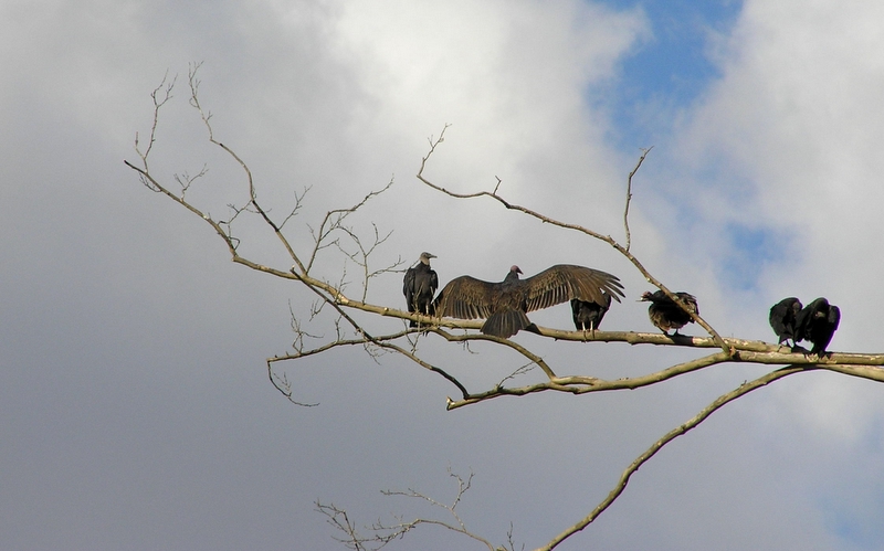 Buzzards
[url=http://www.trophyfishingtn.com/]TrophyFishingTN.Com[/url]
