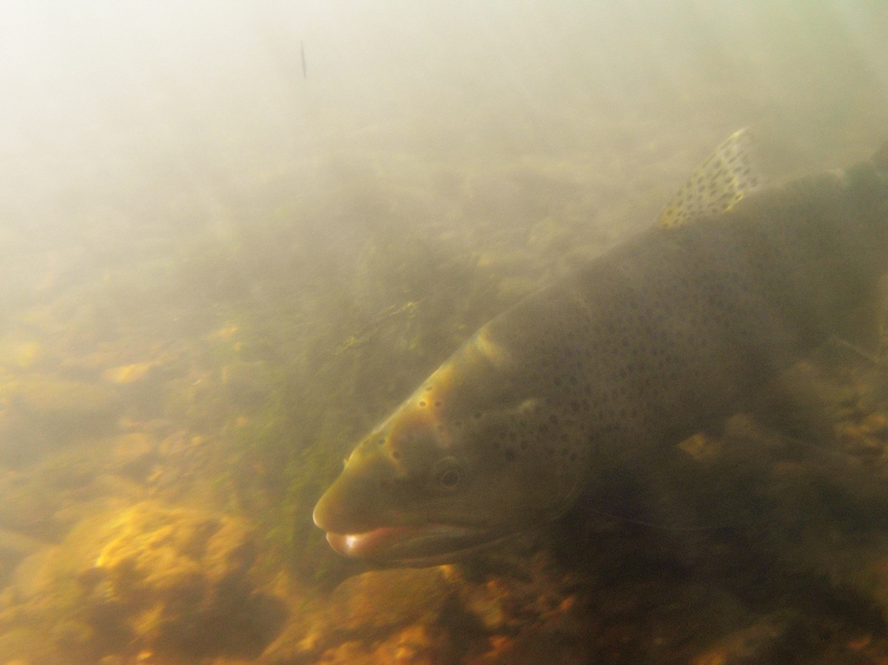 Brown Trout Fly Fishing Tennessee Kentucky
[url=http://Trophyfishingtn.com/]TrophyFishingTN.Com[/url]
Keywords: Brown Trout Fly Fishing Tennessee Kentucky