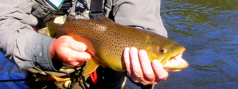 Brown Trout Fly Fishing Tennessee Kentucky
[url=http://Trophyfishingtn.com/]TrophyFishingTN.Com[/url]
Keywords: Brown Trout Fly Fishing Tennessee Kentucky