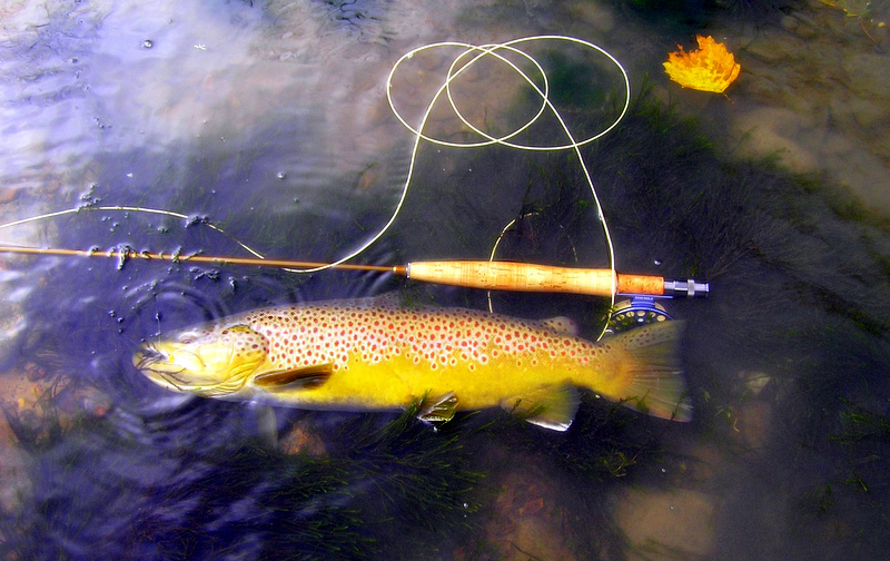 Brown Trout Fly Fishing Tennessee Kentucky
[url=http://Trophyfishingtn.com/]TrophyFishingTN.Com[/url]
Keywords: Brown Trout Fly Fishing Tennessee Kentucky