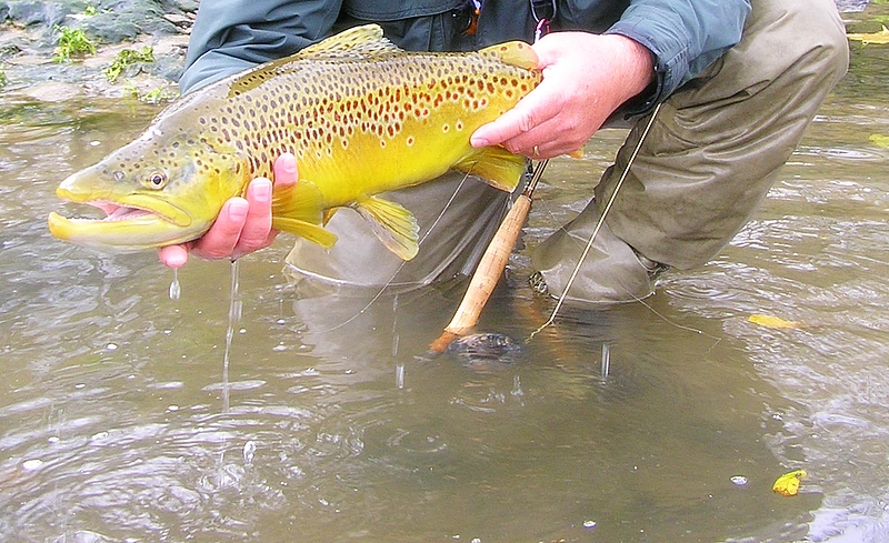 Brown Trout Fly Fishing Tennessee Kentucky
[url=http://Trophyfishingtn.com/]TrophyFishingTN.Com[/url]
Keywords: Brown Trout Fly Fishing Tennessee Kentucky