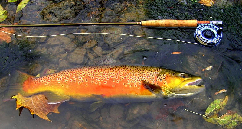 Brown Trout Fly Fishing Tennessee Kentucky
[url=http://Trophyfishingtn.com/]TrophyFishingTN.Com[/url]
Keywords: Brown Trout Fly Fishing Tennessee Kentucky