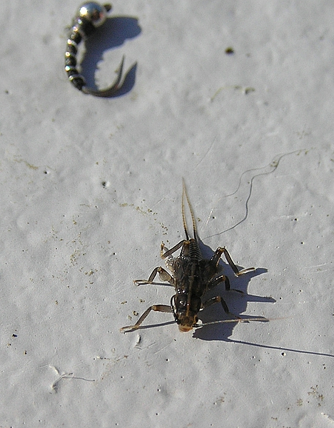 TrophyFishingTN.Com
Keywords: tennessee fishing