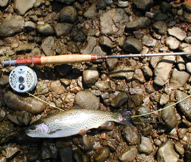 Rainbow Trout Fishing
[url=http://www.trophyfishingtn.com/]TrophyFishingTN.Com[/url]
Keywords: Trout Fishing Tennessee