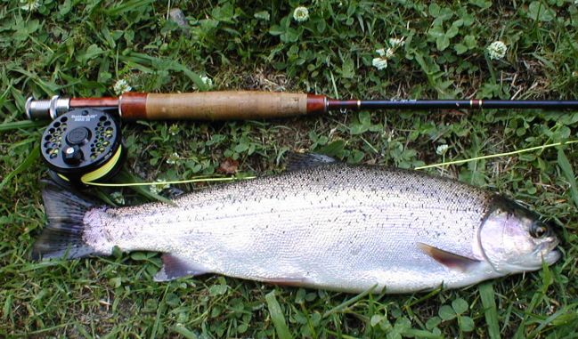 Rainbow Trout Fishing
[url=http://www.trophyfishingtn.com/]TrophyFishingTN.Com[/url]
Keywords: Trout Fishing Tennessee