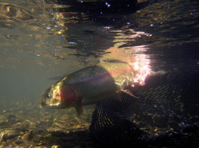Rainbow Trout Fishing
[url=http://www.trophyfishingtn.com/]TrophyFishingTN.Com[/url]
Keywords: Trout Fishing Tennessee