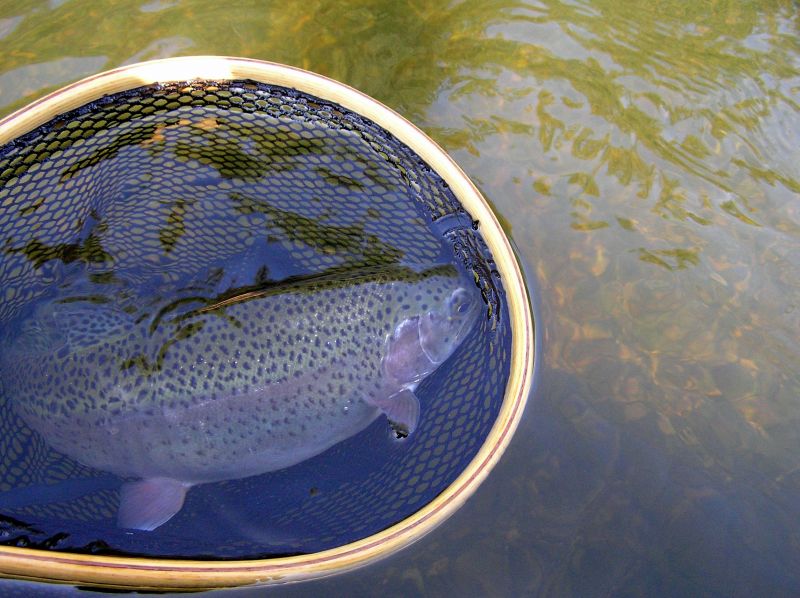 Rainbow Trout Fishing
[url=http://www.trophyfishingtn.com/]TrophyFishingTN.Com[/url]
Keywords: Trout Fishing Tennessee