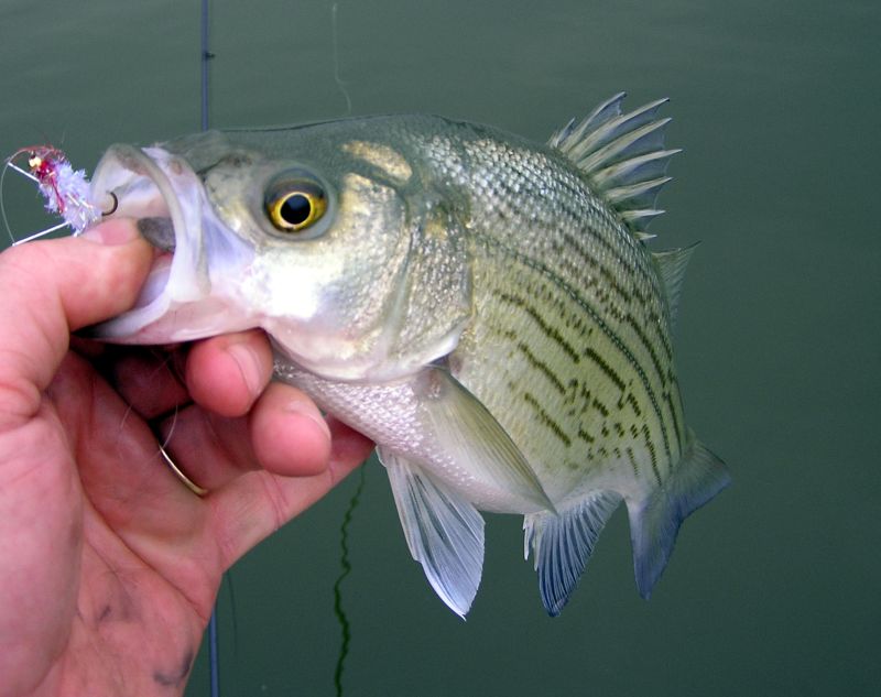 Striper Hybrid Fishing Tenessee
[url=http://www.trophyfishingtn.com/]TrophyFishingTN.Com[/url]
