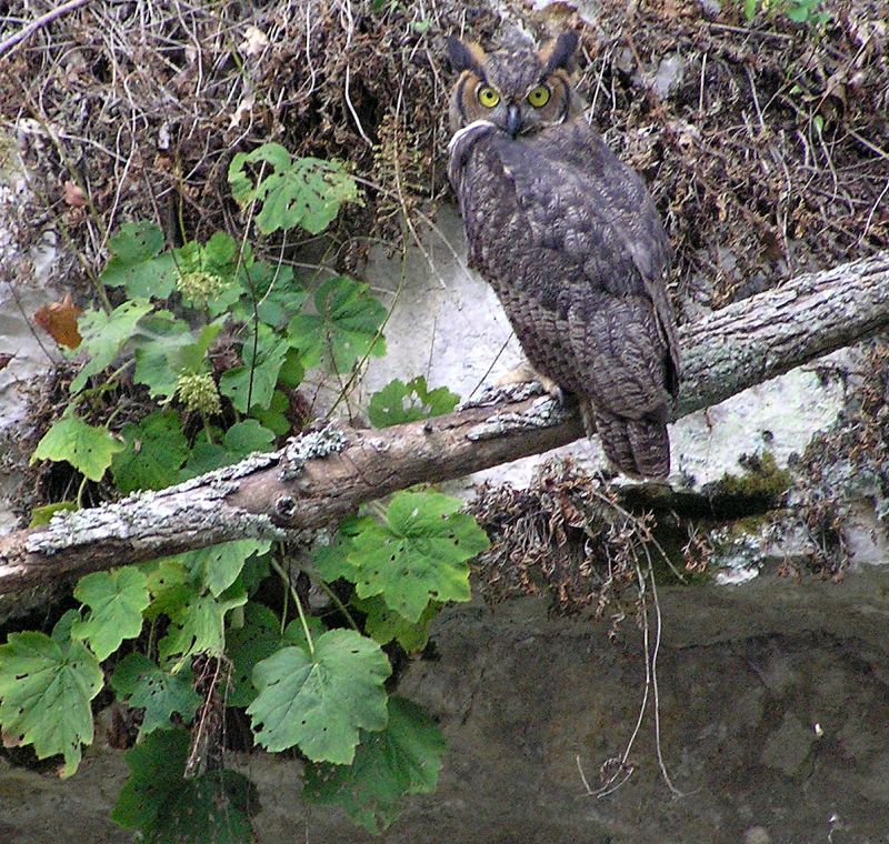 Owl
[url=http://www.trophyfishingtn.com/]TrophyFishingTN.Com[/url]
Keywords: Tennessee Scenic River Photography Trips