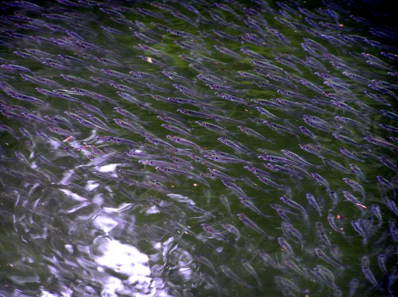 Shad
[url=http://www.trophyfishingtn.com/]TrophyFishingTN.Com[/url]
Keywords: Tennessee Fishing TN fishing