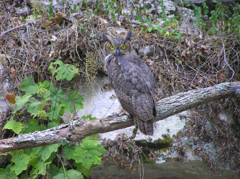 Owl
[url=http://www.trophyfishingtn.com/]TrophyFishingTN.Com[/url]
Keywords: Tennessee Scenic River Photography Trips