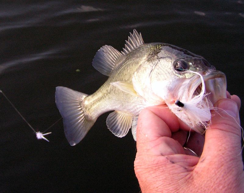 Bass on the fly
[url=http://www.trophyfishingtn.com/]TrophyFishingTN.Com[/url]
Keywords: Tennessee Fishing