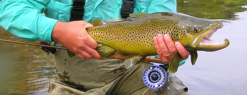 Brown Trout Fly Fishing Tennessee Kentucky
Keywords: Brown Trout Fly Fishing Tennessee Kentucky