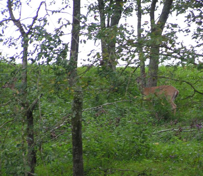 [url=http://www.trophyfishingtn.com/]TrophyFishingTN.Com[/url]
Keywords: Tennessee Scenic River Photography Trips