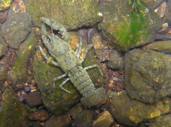 Crayfish
[url=http://www.trophyfishingtn.com/]TrophyFishingTN.Com[/url]
Keywords: Tennessee Scenic River Photography Trips