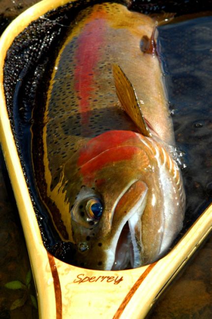 Rainbow Trout Fishing
Photo by Zach Matthews
[url=http://www.trophyfishingtn.com/]TrophyFishingTN.Com[/url]
Keywords: Trout Fishing Tennessee
