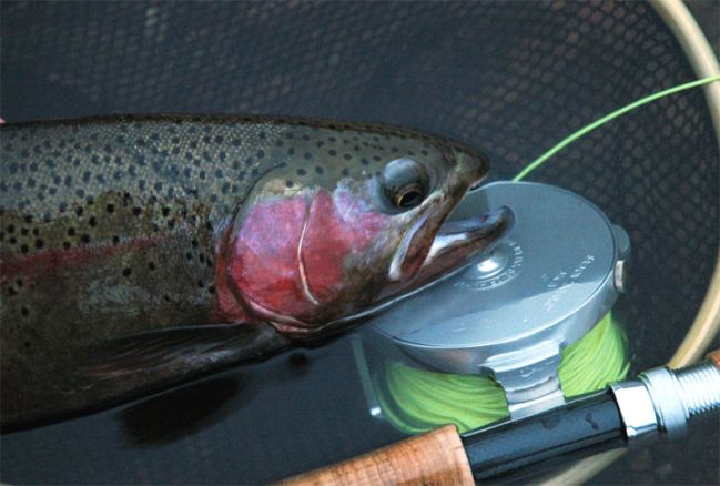 Rainbow Trout Fishing
Photo by Zach Matthews
[url=http://www.trophyfishingtn.com/]TrophyFishingTN.Com[/url]
Keywords: Trout Fishing Tennessee