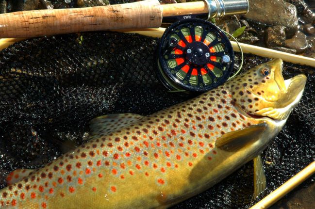 Brown Trout Fishing
Photo by Zach Matthews
[url=http://www.trophyfishingtn.com/]TrophyFishingTN.Com[/url]
Keywords: Tennessee Fly Fishing TN Fishing Brown Trout