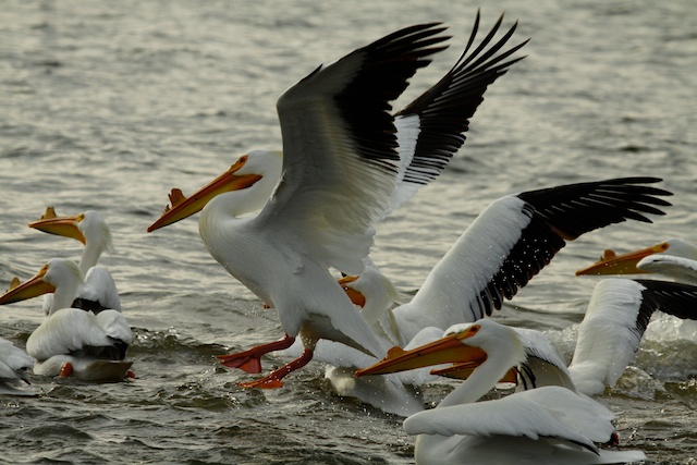 White Pelican
Keywords: White Pelican