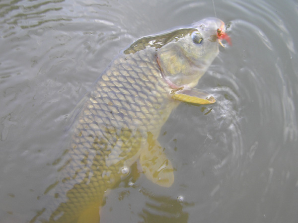 Tennessee Carp on the Fly!
[url=http://www.trophyfishingtn.com/]TrophyFishingTN.Com[/url]
Keywords: Tennessee Fly Fishing TN Fishing Carp