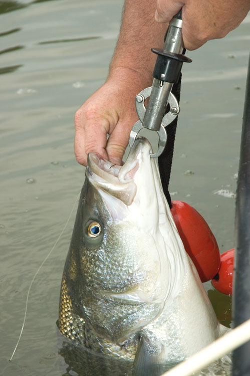 Striper Hybrid Fishing Tenessee
[url=http://www.trophyfishingtn.com/]TrophyFishingTN.Com[/url]
